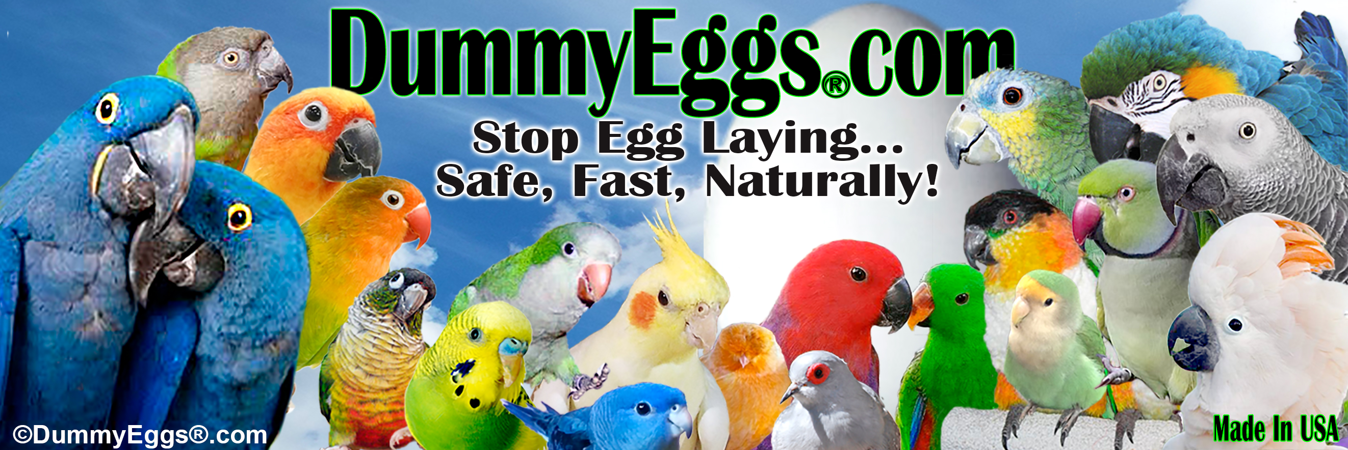 DummyEggs.com heading collage of all pet birds with blue sky backaground