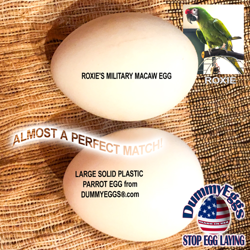pictured are a real white egg and the military macaw who laid it compared to the large solid plastic egg, almost a perfect match
