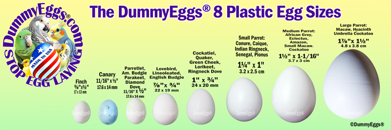 chart with the 8 plastic egg sizes lined up from small to large, finch to macaw, for comparison